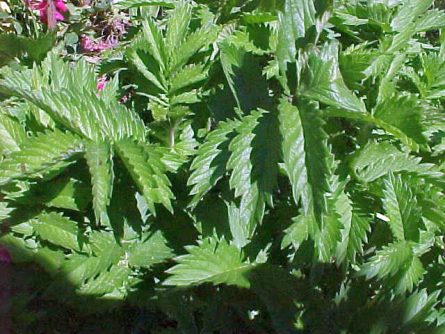 agrimony3