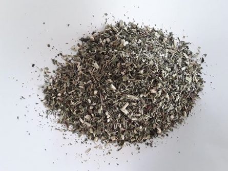 echinacea purpurea herb 1 2019