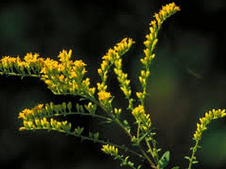 Golden Rod Dried Herb 120g - Image 2