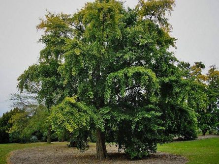 gingko-tree