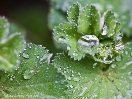 ladys-mantle-herb