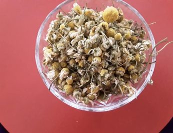 Chamomile 2019 2