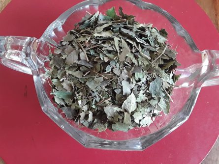 Ground Ivy Culinary and Healing Properties - Image 2