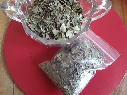 Ground Ivy Culinary and Healing Properties
